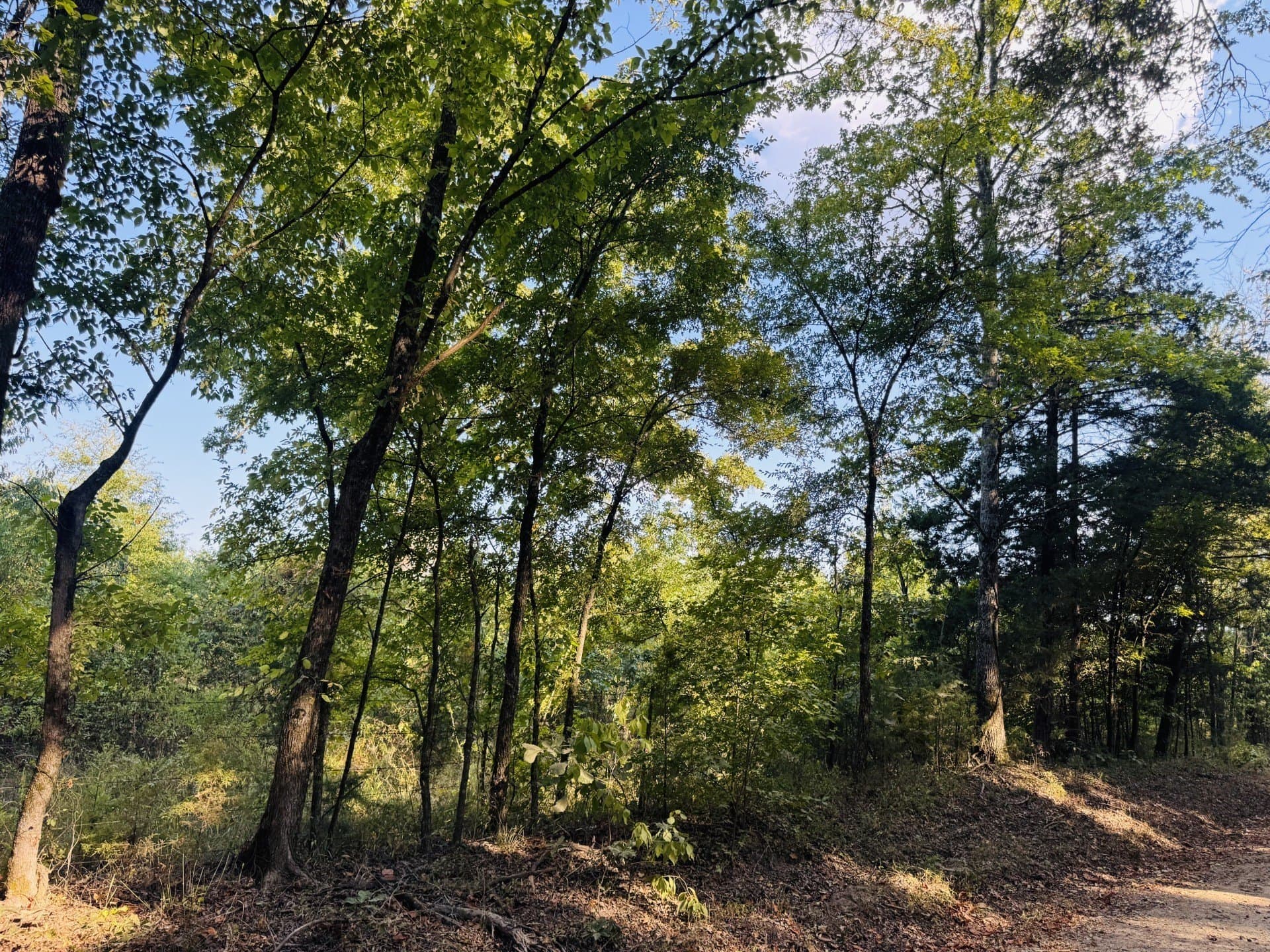100 acres in Red River (TX) County - photo 8