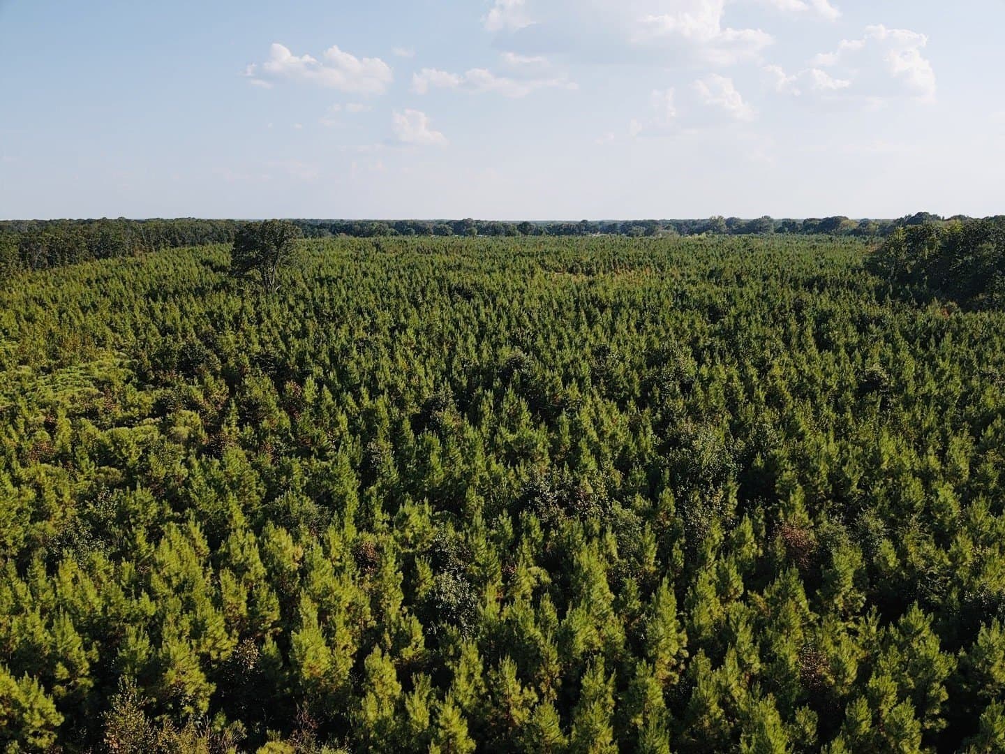 100 acres in Red River (TX) County - photo 6