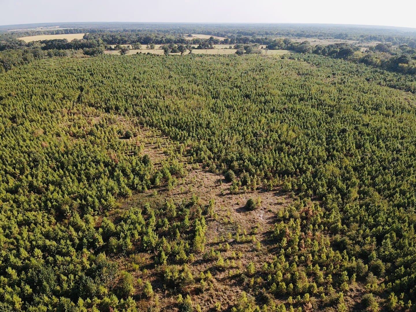 100 acres in Red River (TX) County - photo 2