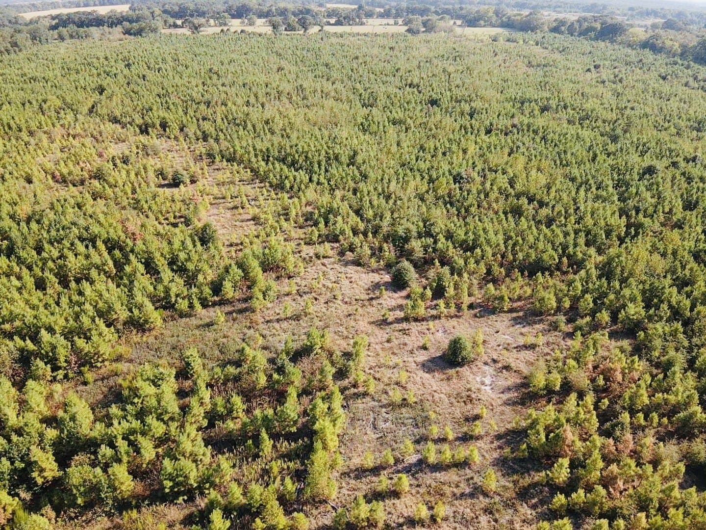 100 acres in Red River (TX) County - photo 5