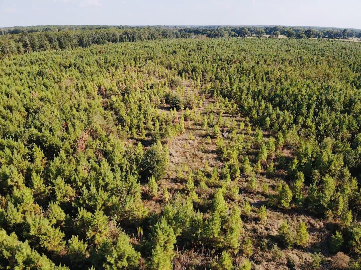 100 acres in Red River (TX) County - photo 4