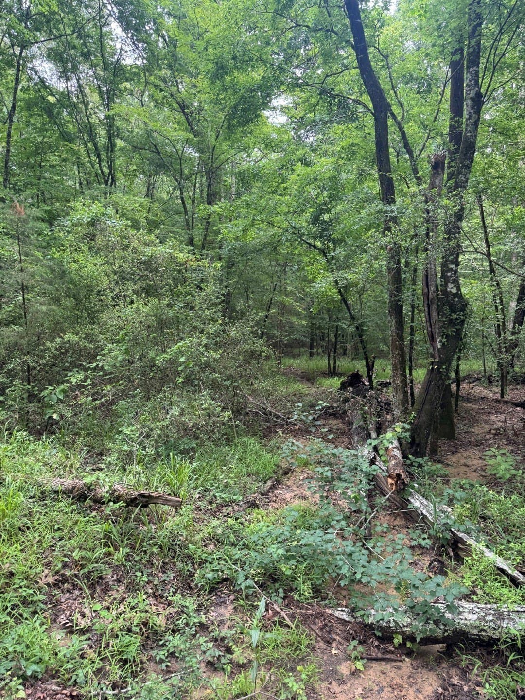 122 acres in Shelby County - photo 9
