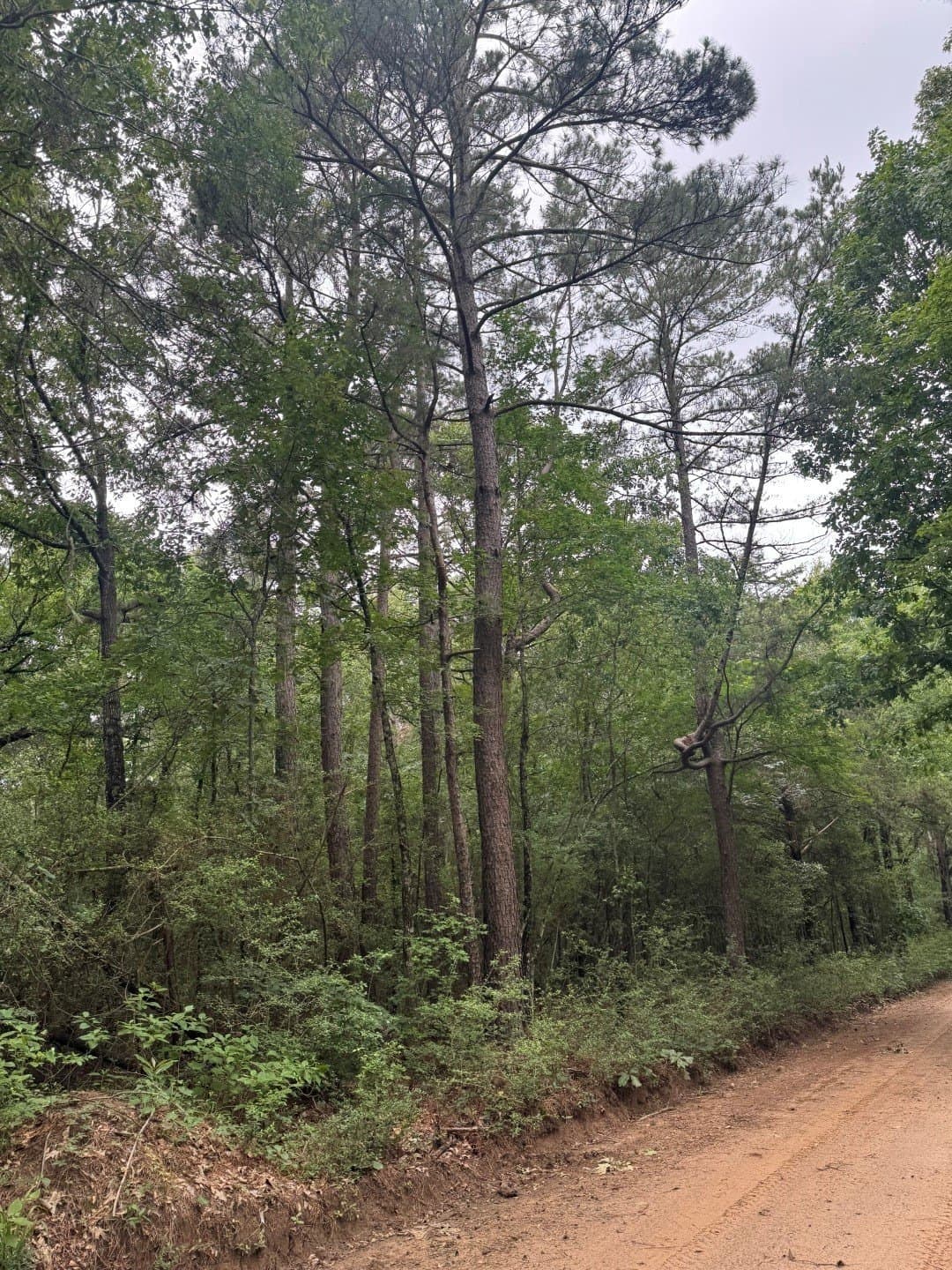 122 acres in Shelby County - photo 2