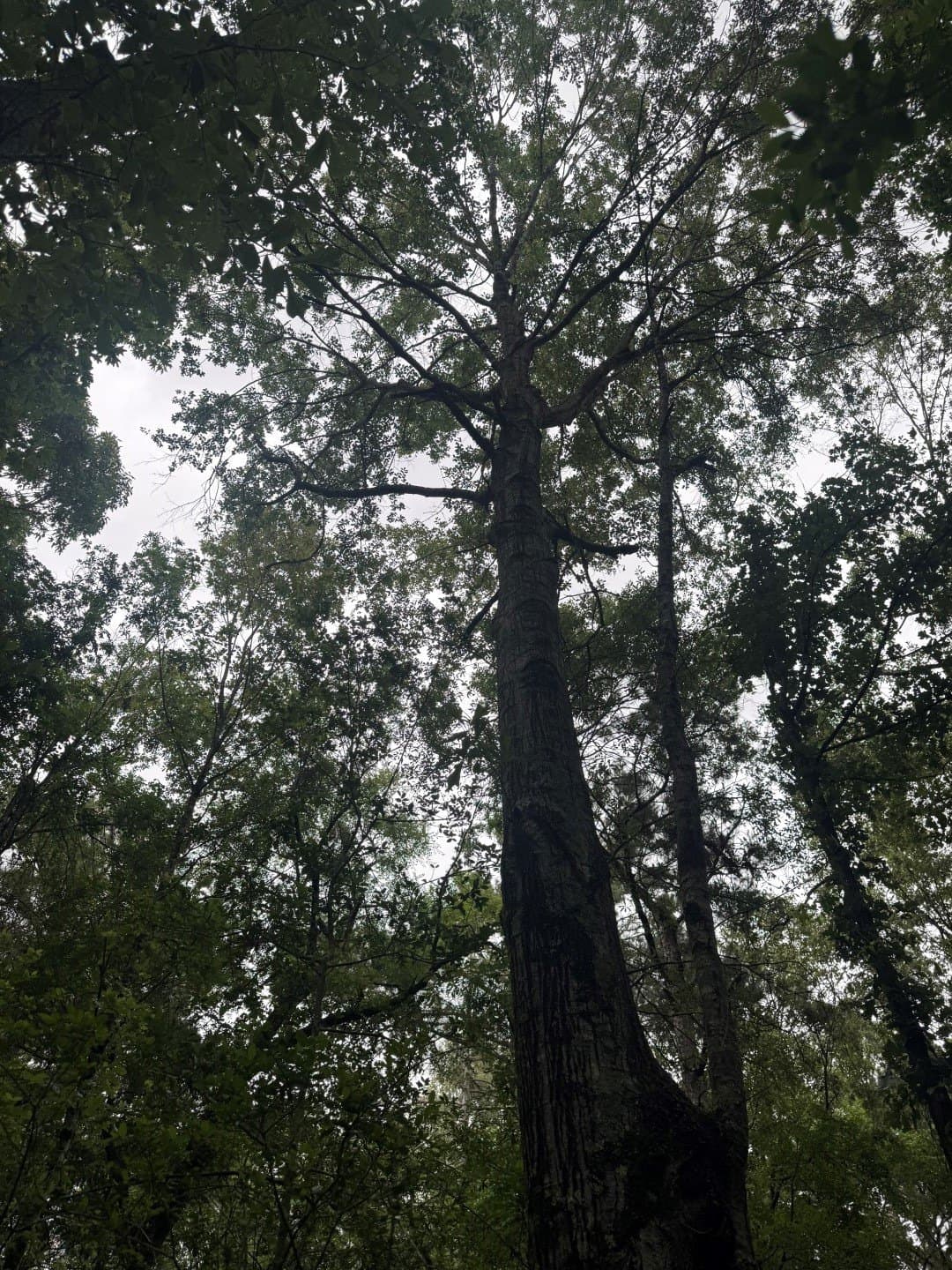 122 acres in Shelby County - photo 6