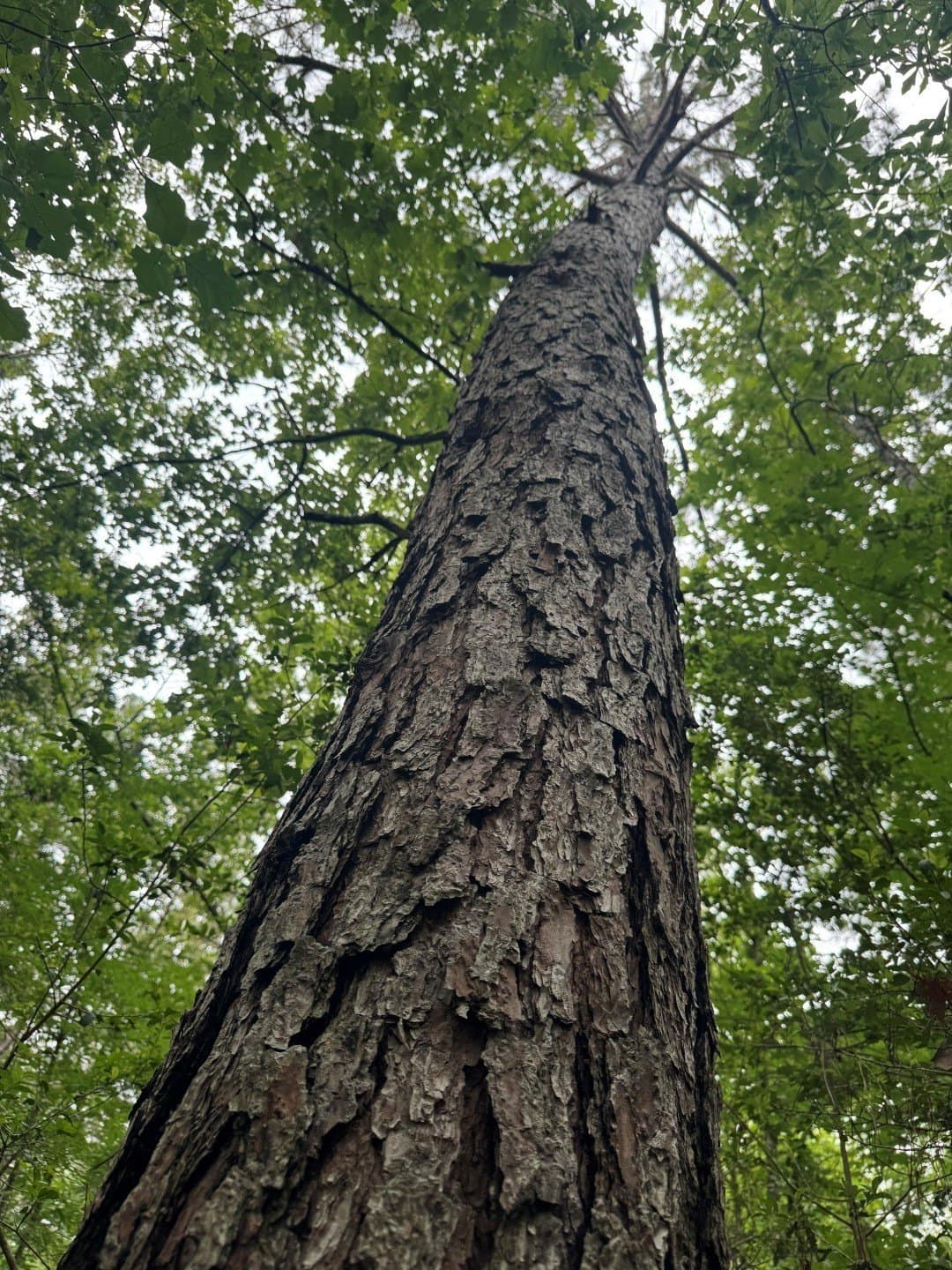 122 acres in Shelby County - photo 13