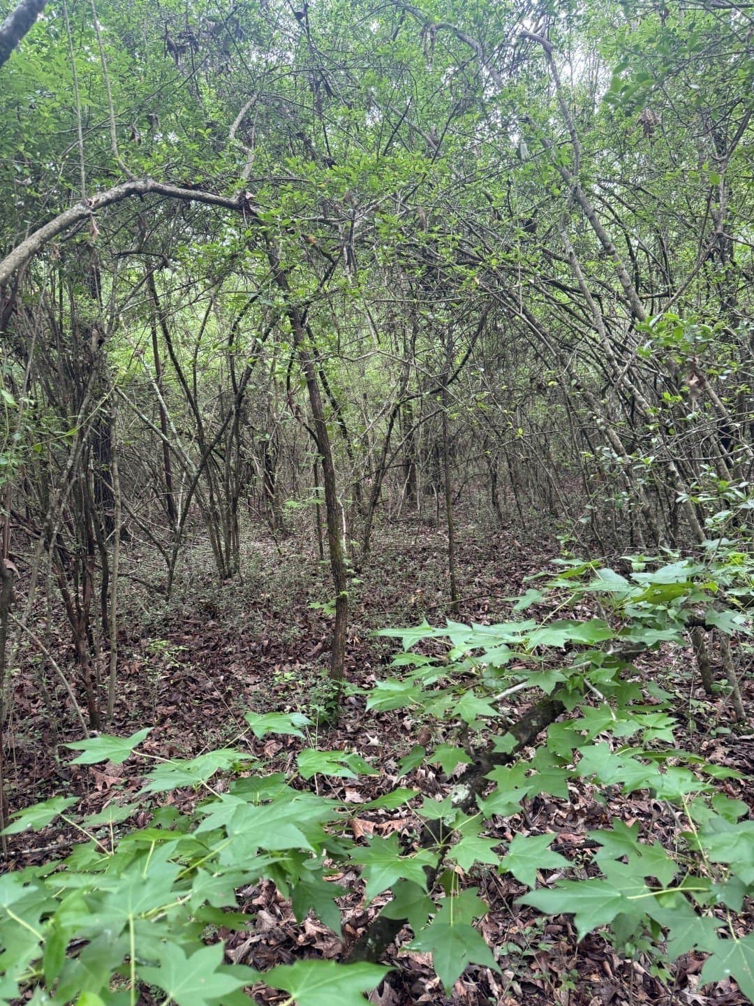 122 acres in Shelby County - photo 5