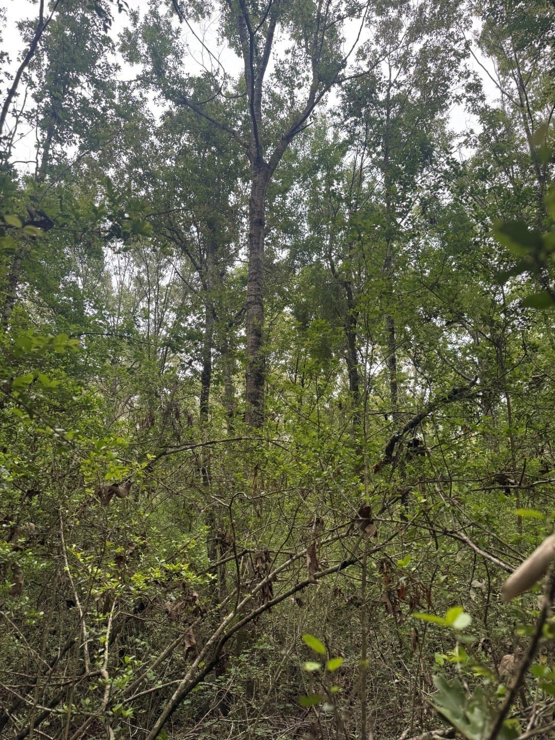 122 acres in Shelby County - photo 4