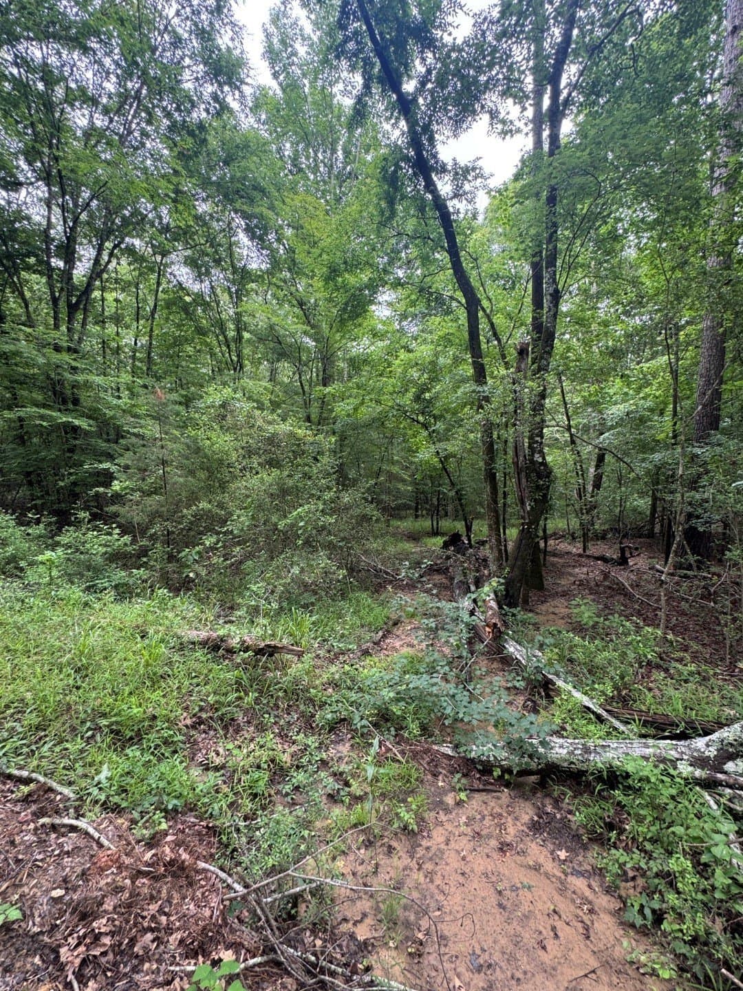 122 acres in Shelby County - photo 10