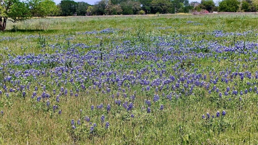 20 acres in Bosque County gallery image 3