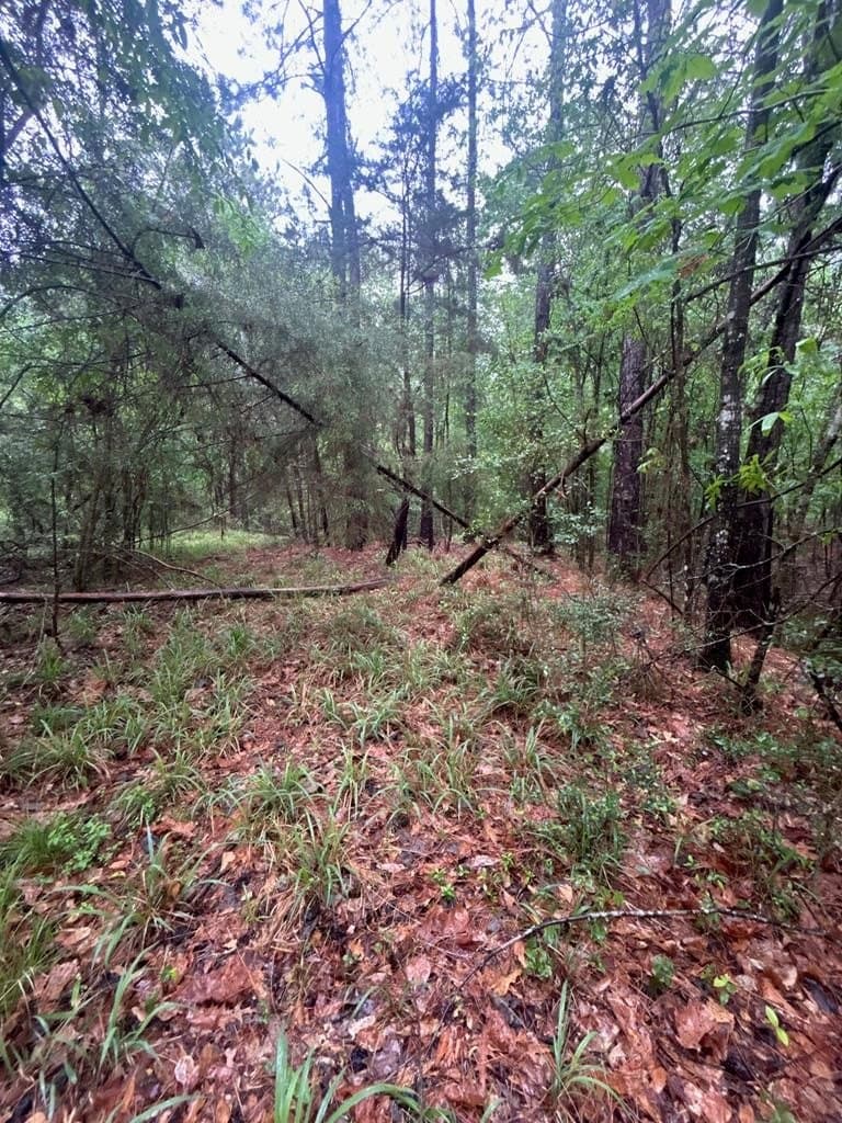 6.4 acres in Texas County gallery image 2