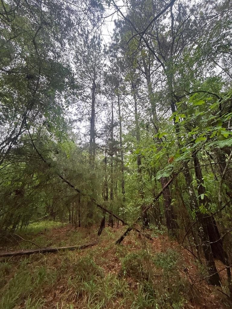 6.4 acres in Texas County gallery image 4