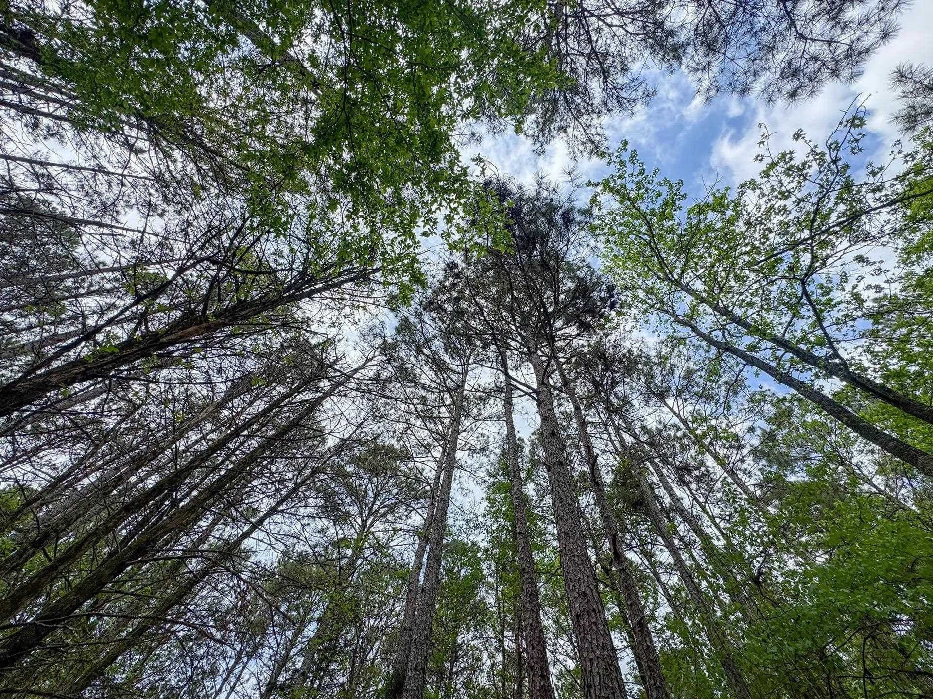 12.1 acres in Cass County gallery image 3