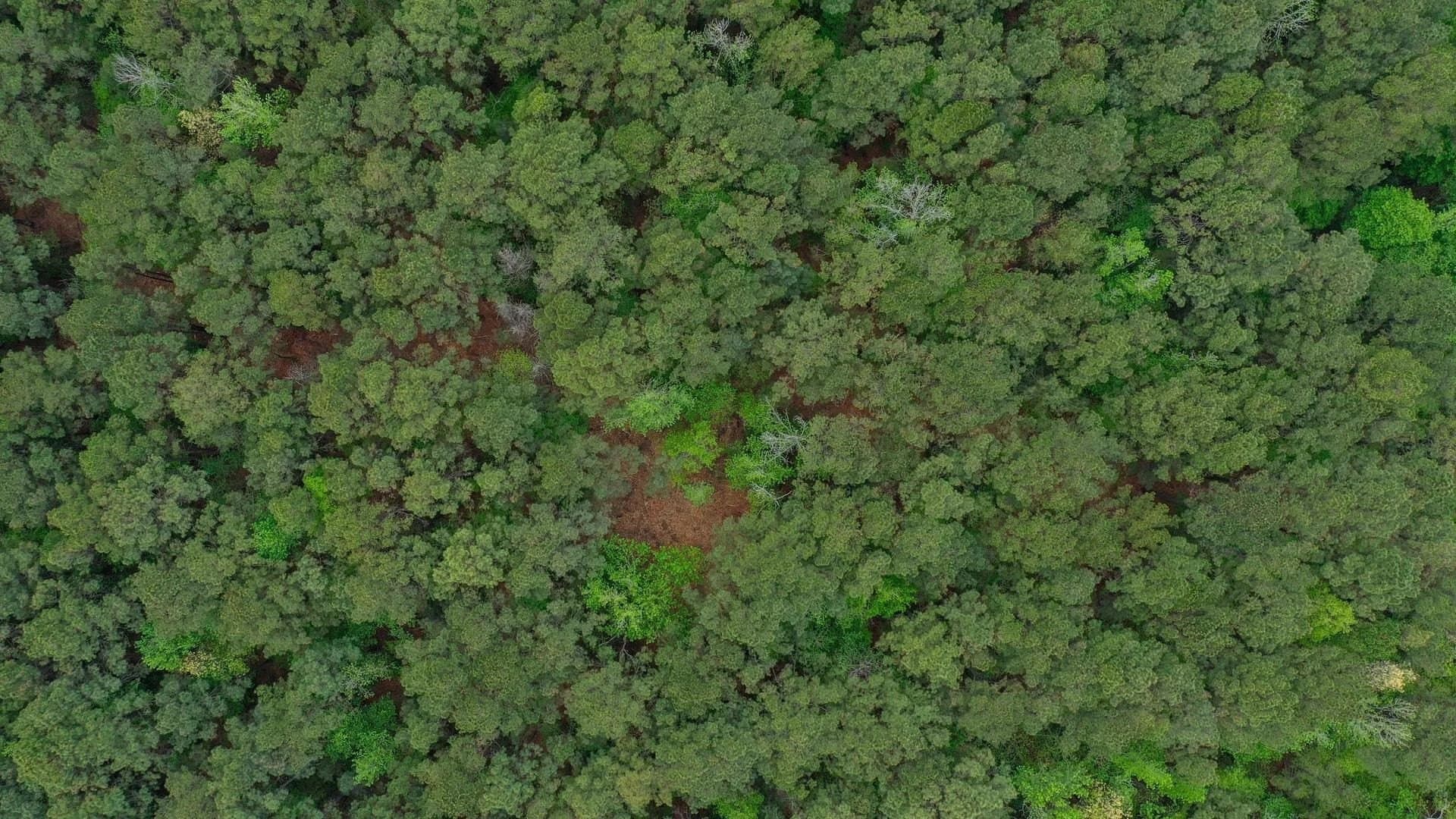 12.1 acres in Cass County gallery image 4