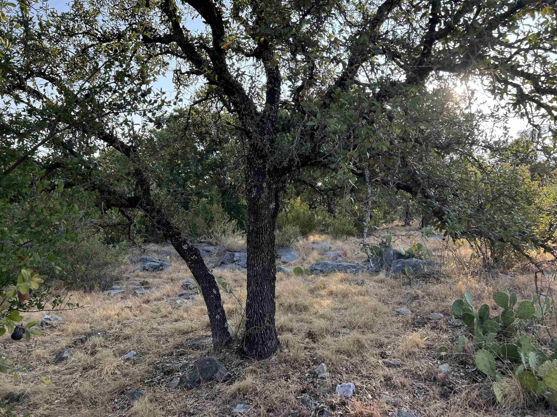 0.26 acres in Llano County - photo 10