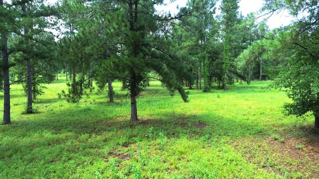 10.01 acres in Texas County - photo 12