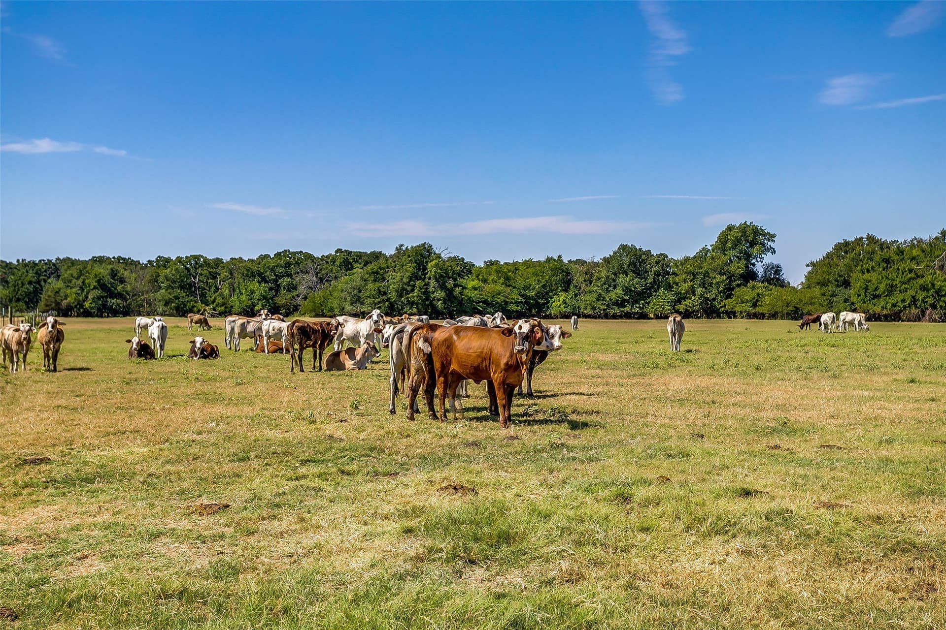 222.17 acres in Hunt County gallery image 4