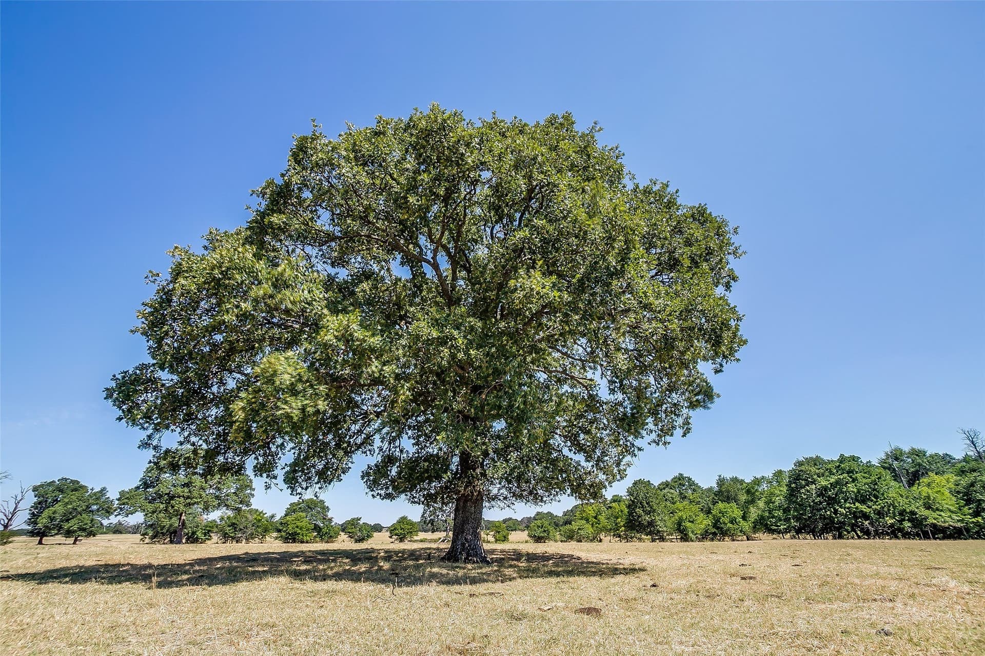 222.17 acres in Hunt County - photo 17
