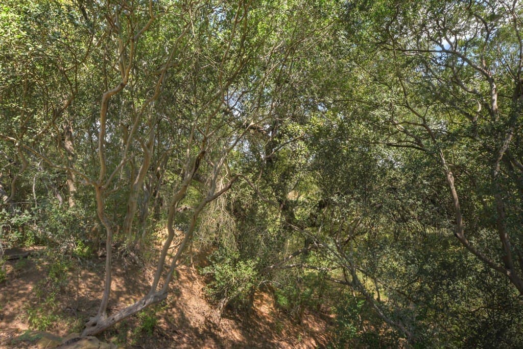 100 acres in Bexar County - photo 40