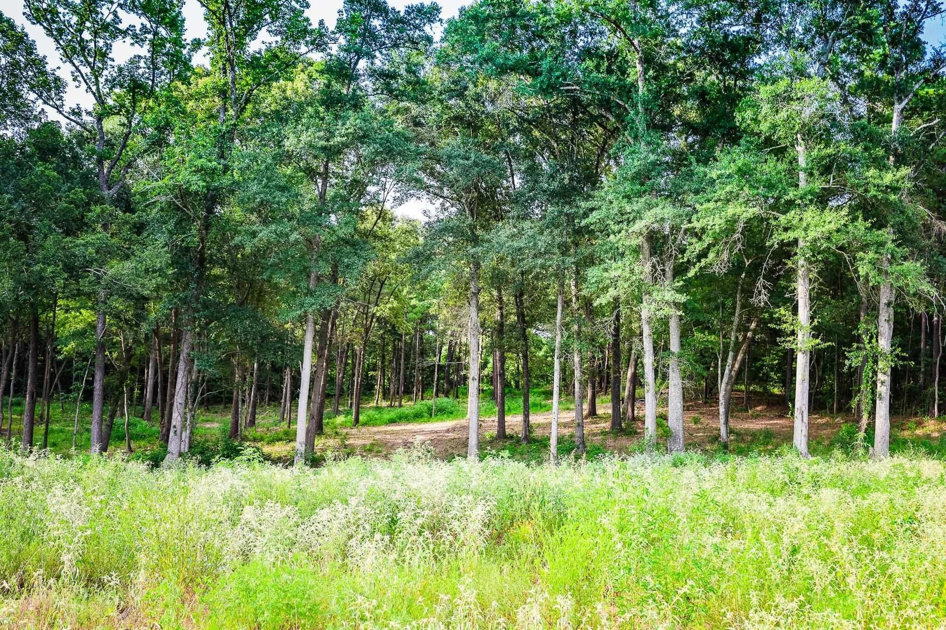 33.42 acres in Upshur County - photo 22