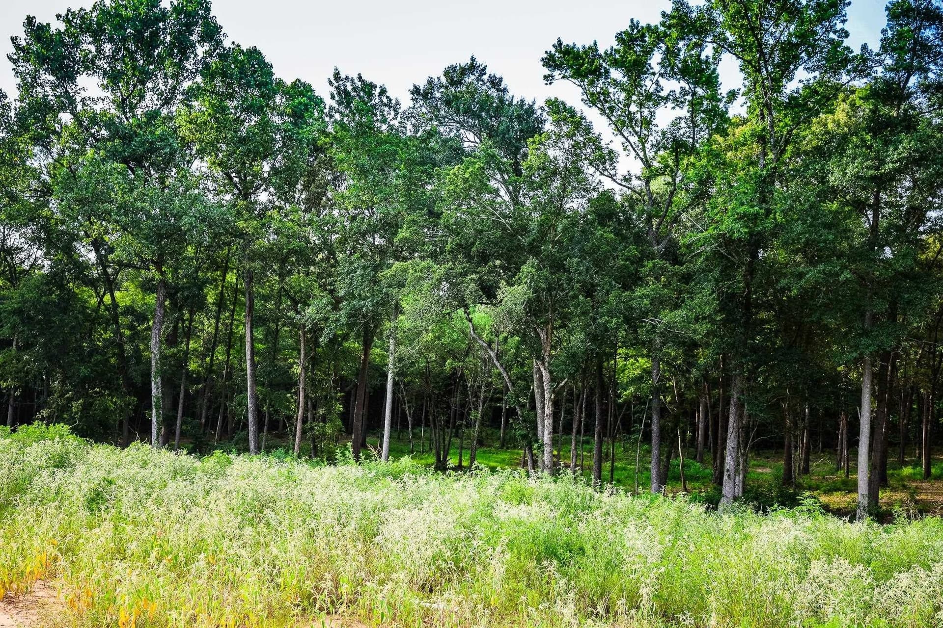 33.42 acres in Upshur County - photo 23