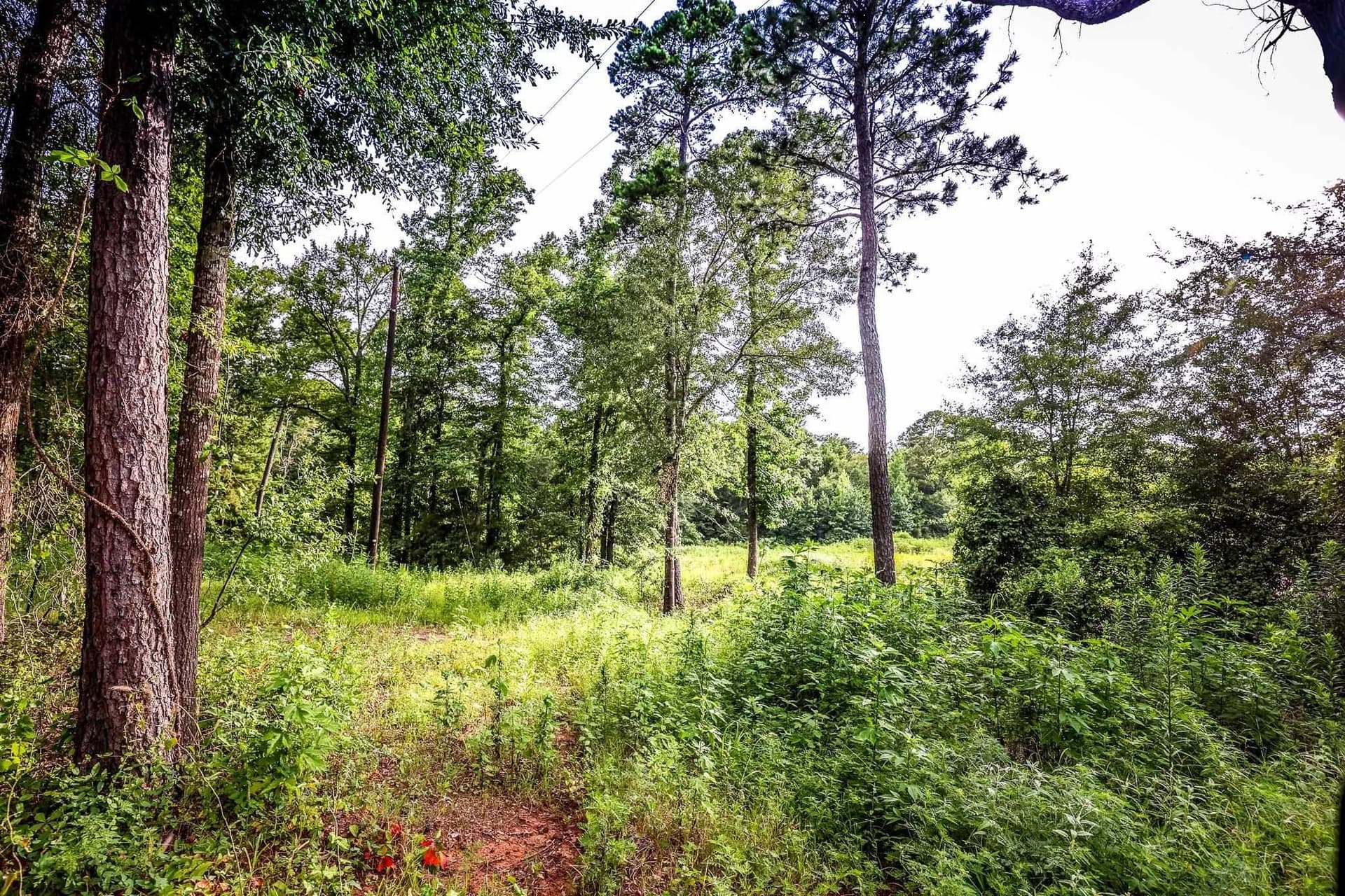 33.42 acres in Upshur County - photo 18