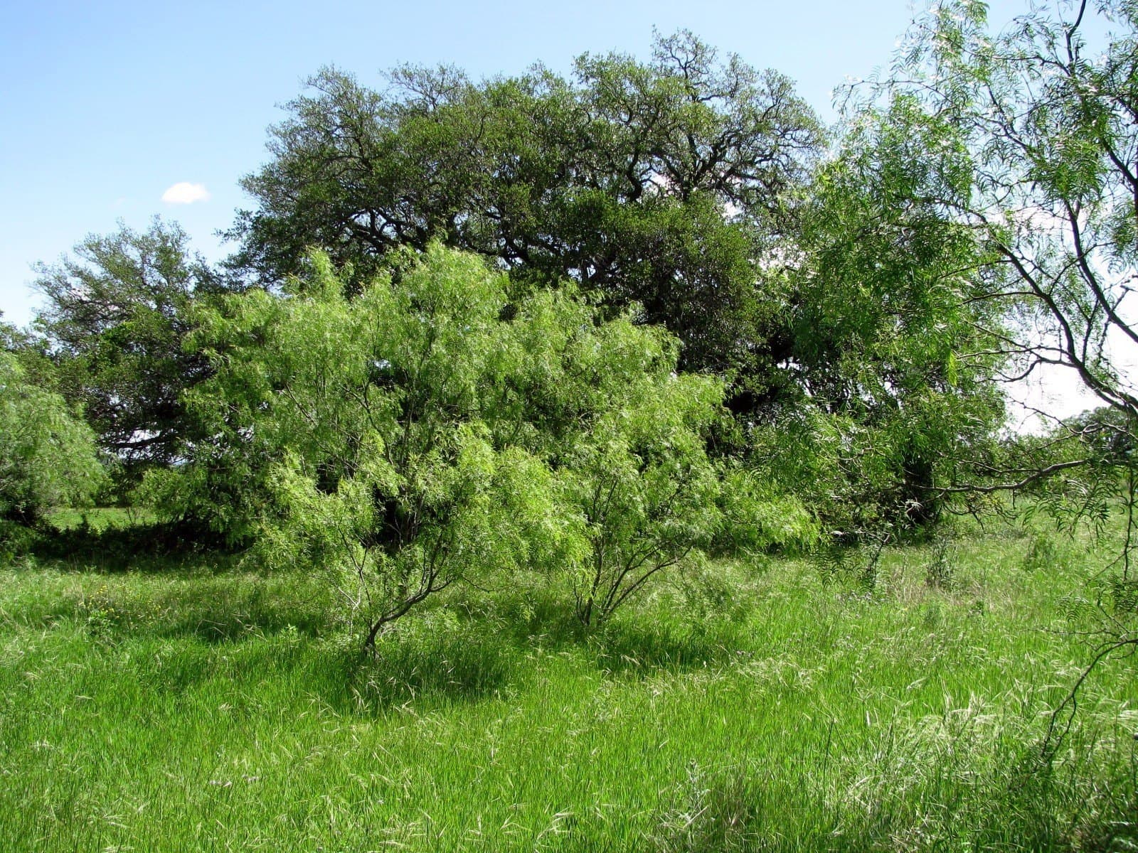 58.51 acres in Coryell County - photo 19