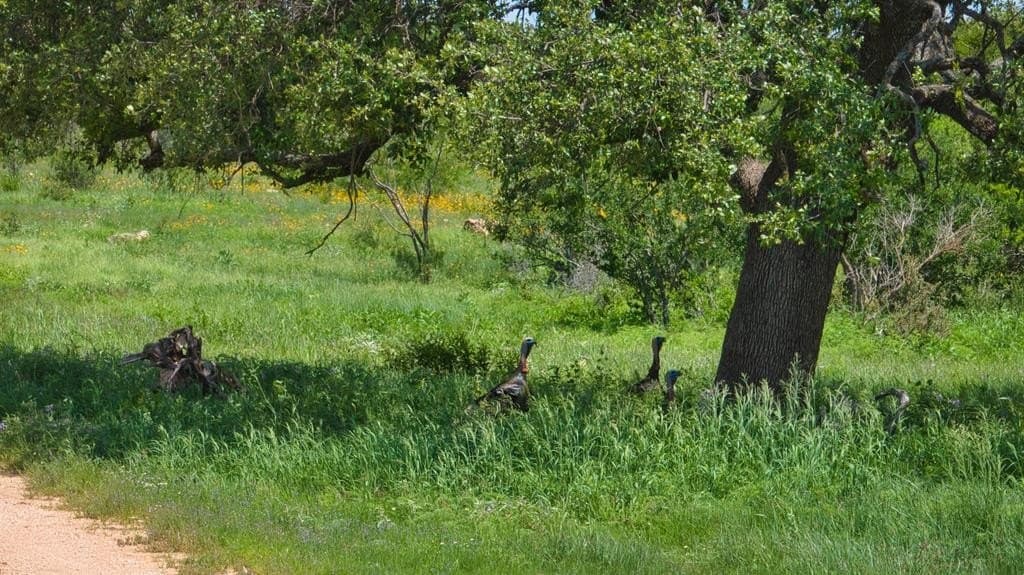 541.04 acres in Mason County - photo 35