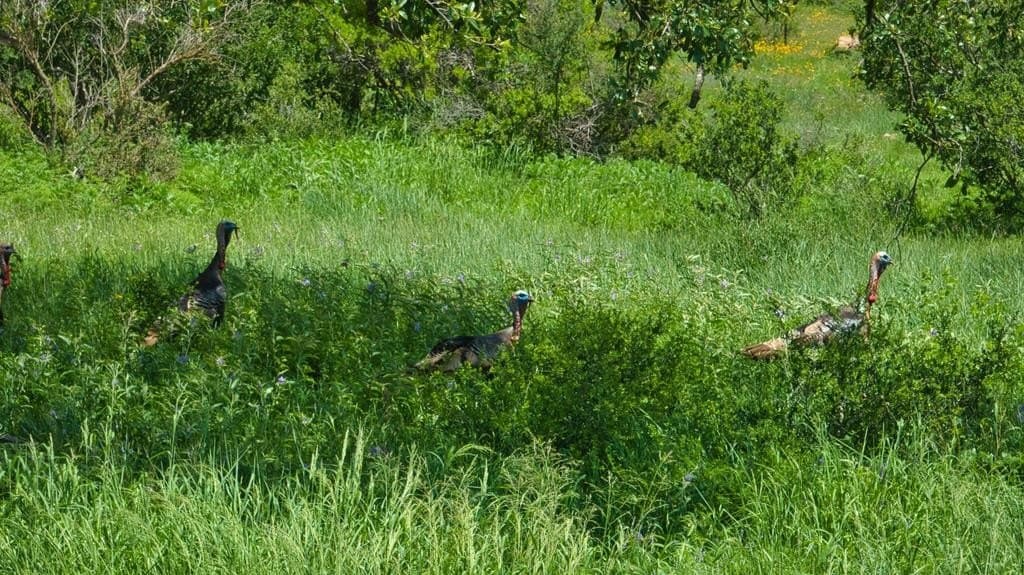 541.04 acres in Mason County - photo 36