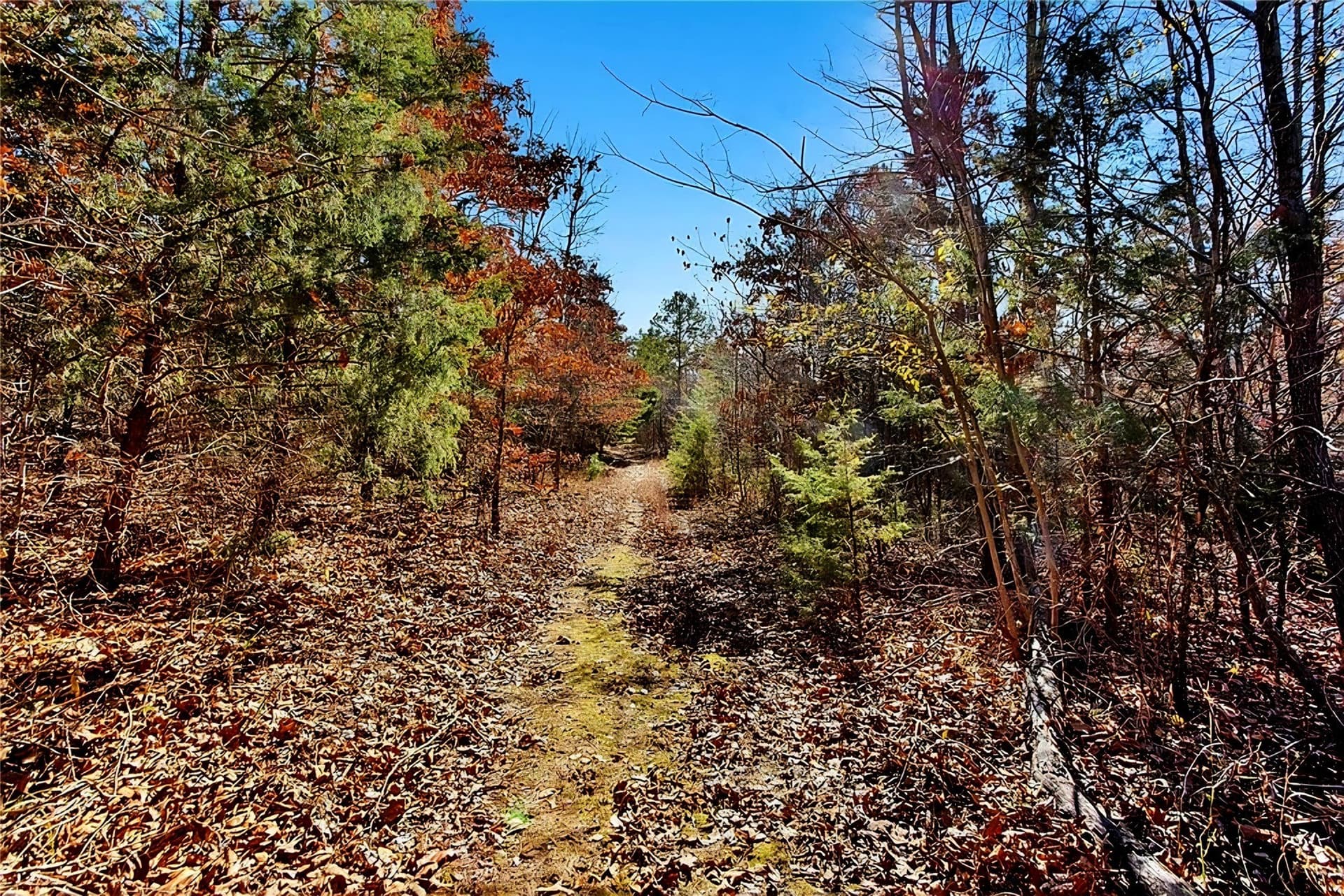 75 acres in Lamar County - photo 28