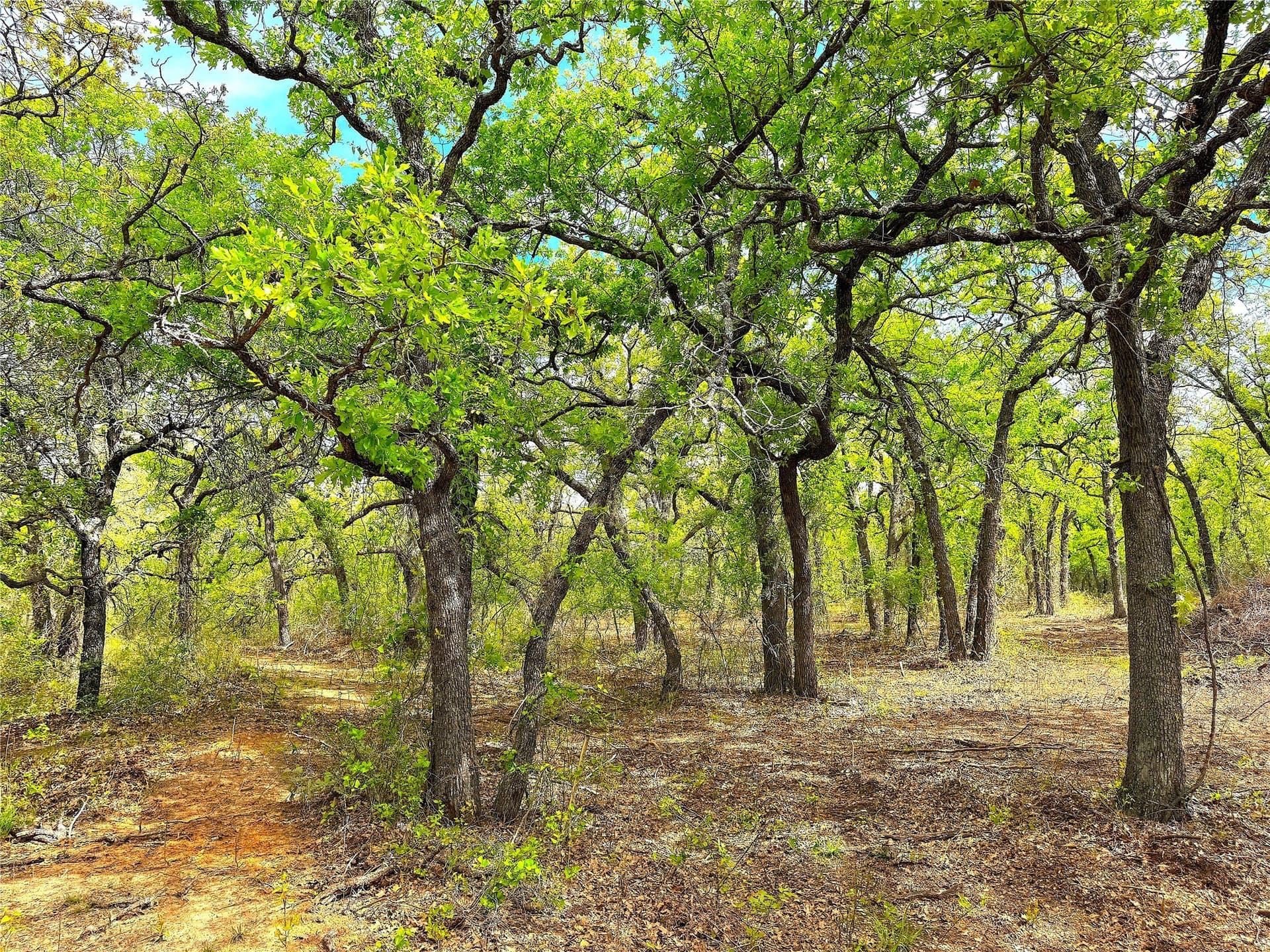 36 acres in Parker County gallery image 3