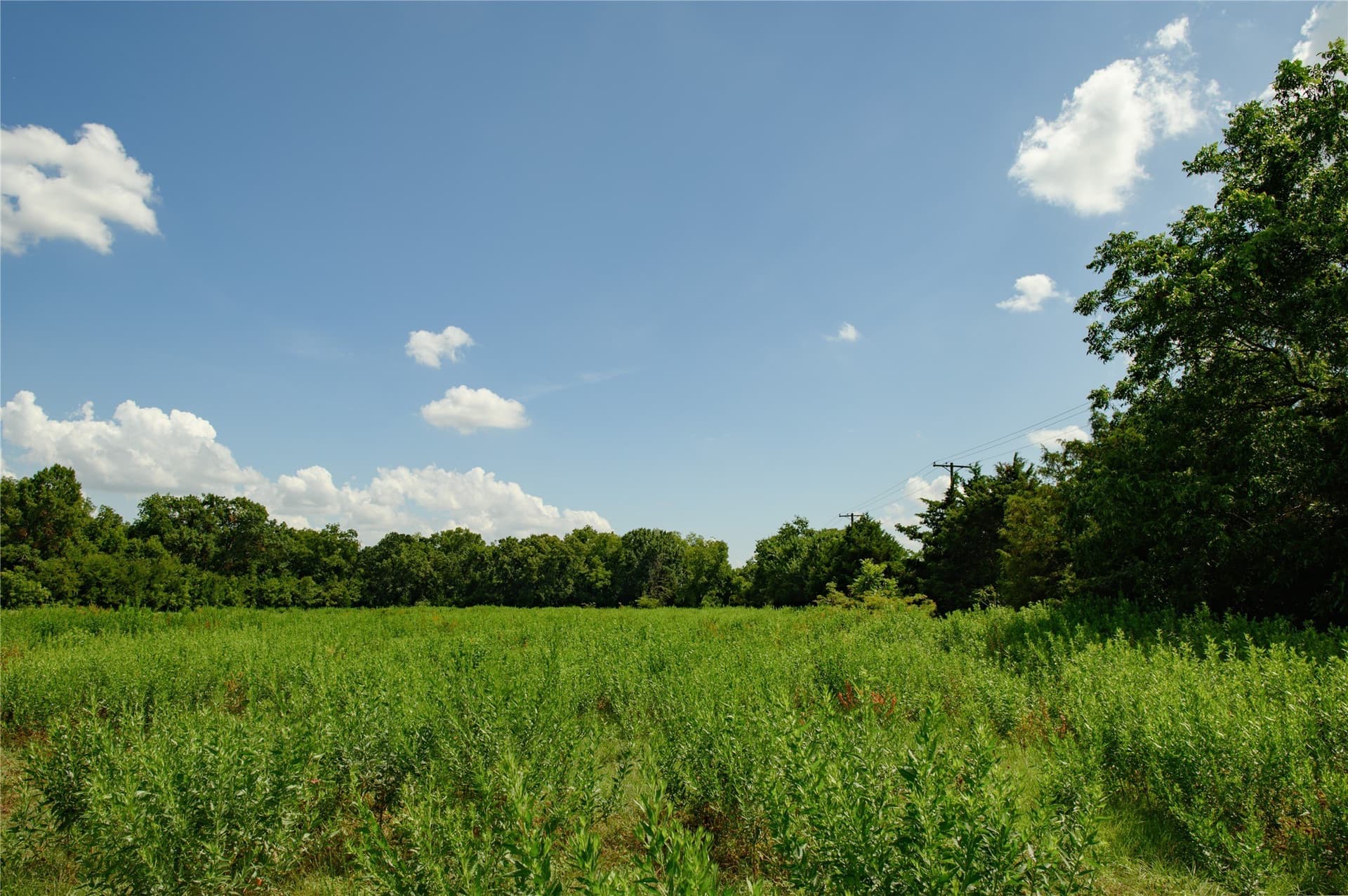 20 acres in Grayson County gallery image 4