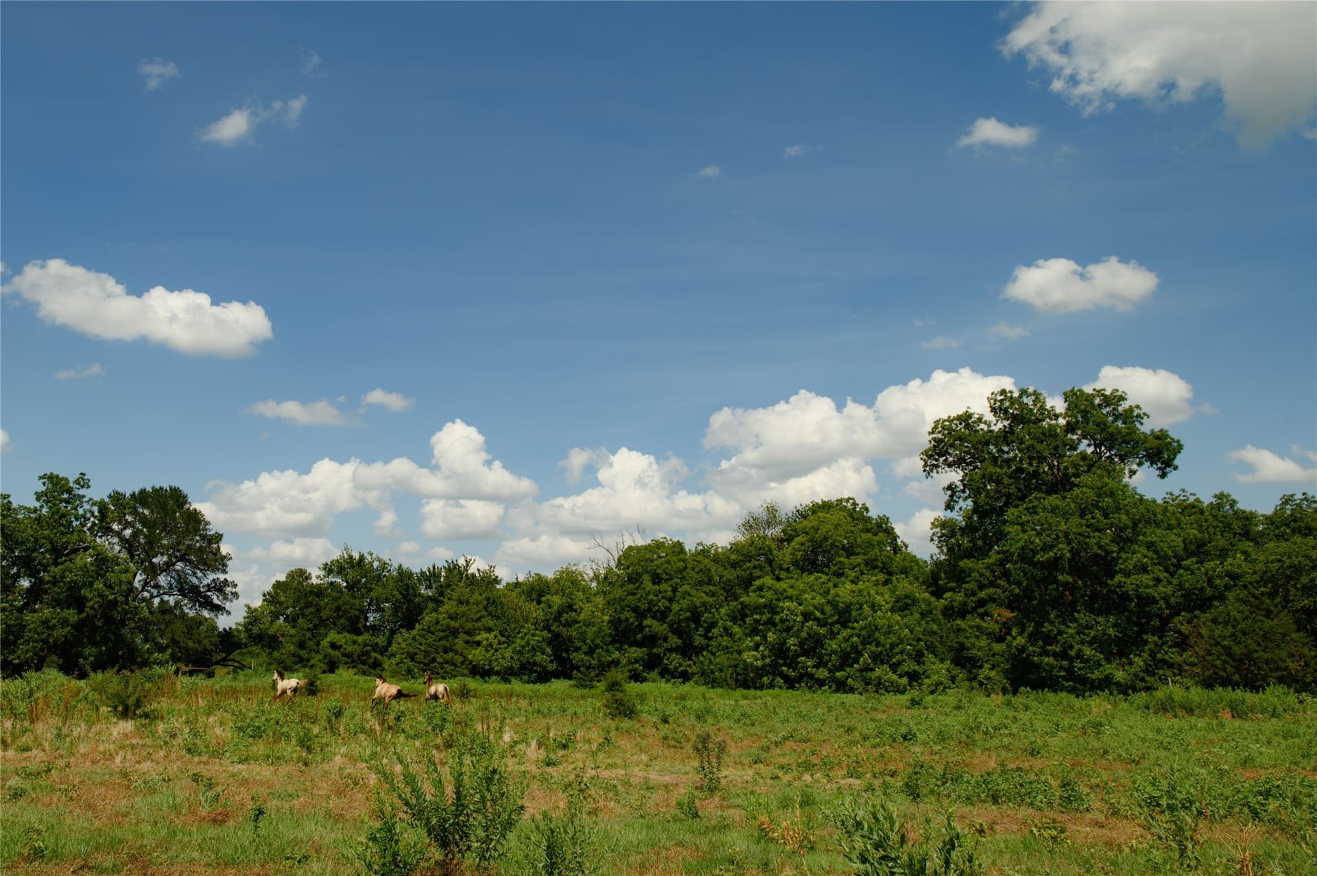 20 acres in Grayson County featured view