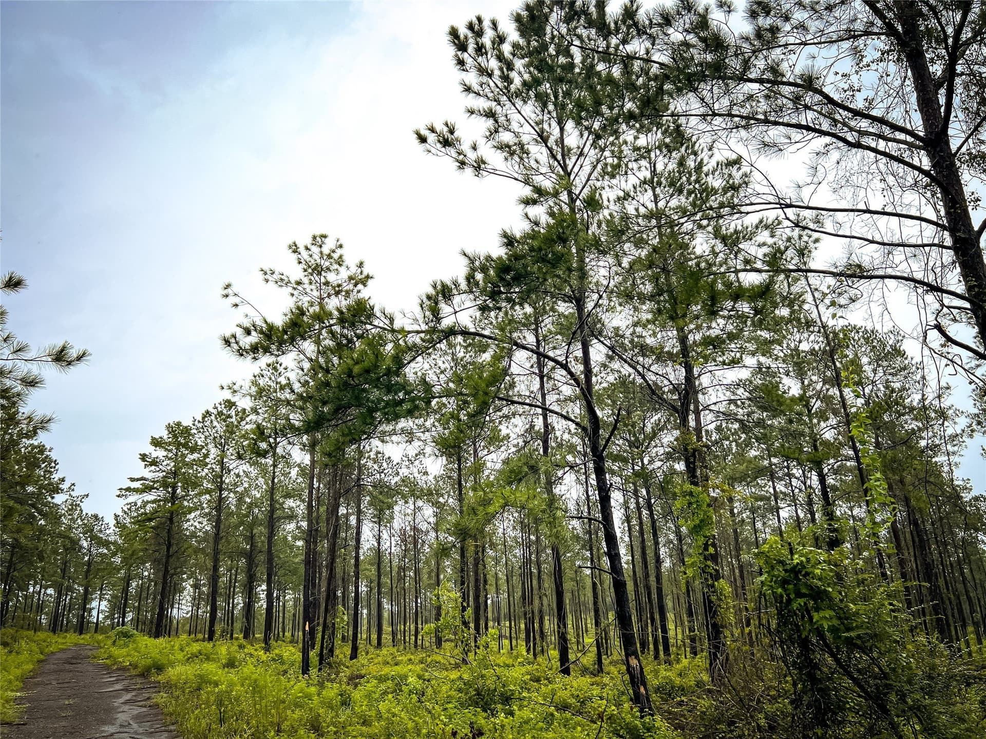 29 acres in Jasper County - photo 3