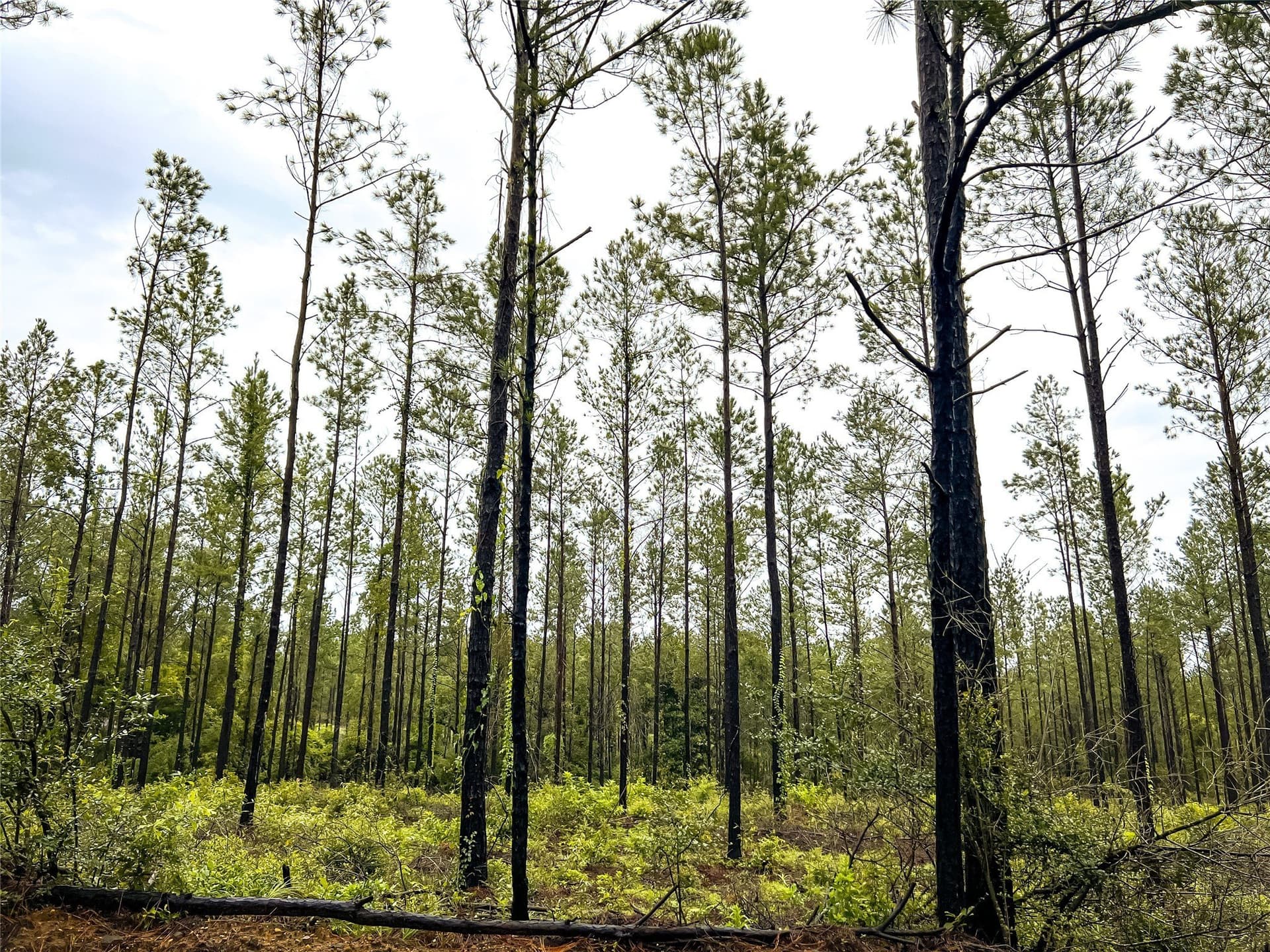 29 acres in Jasper County - photo 11