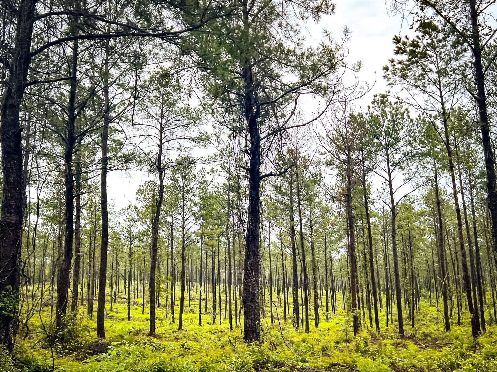 29 acres in Jasper County - photo 7