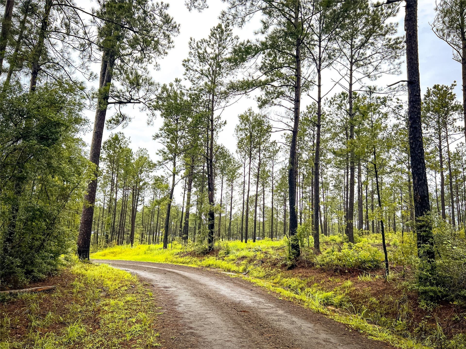 29 acres in Jasper County - photo 15