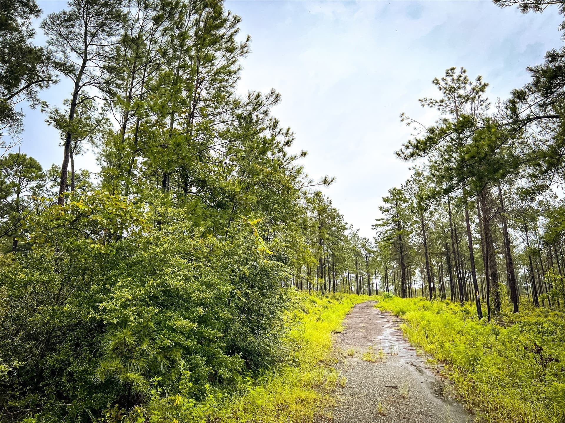 29 acres in Jasper County - photo 2