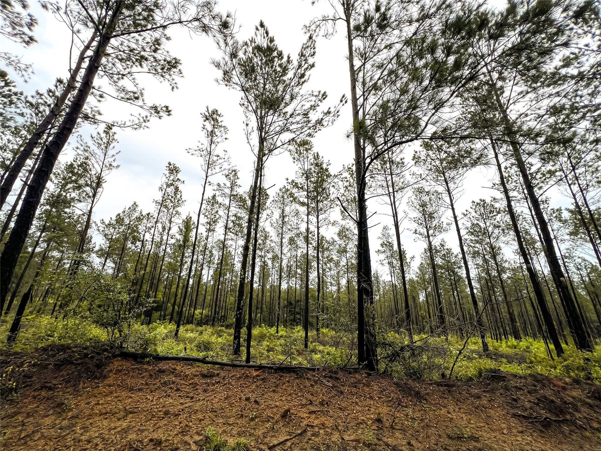 29 acres in Jasper County - photo 12