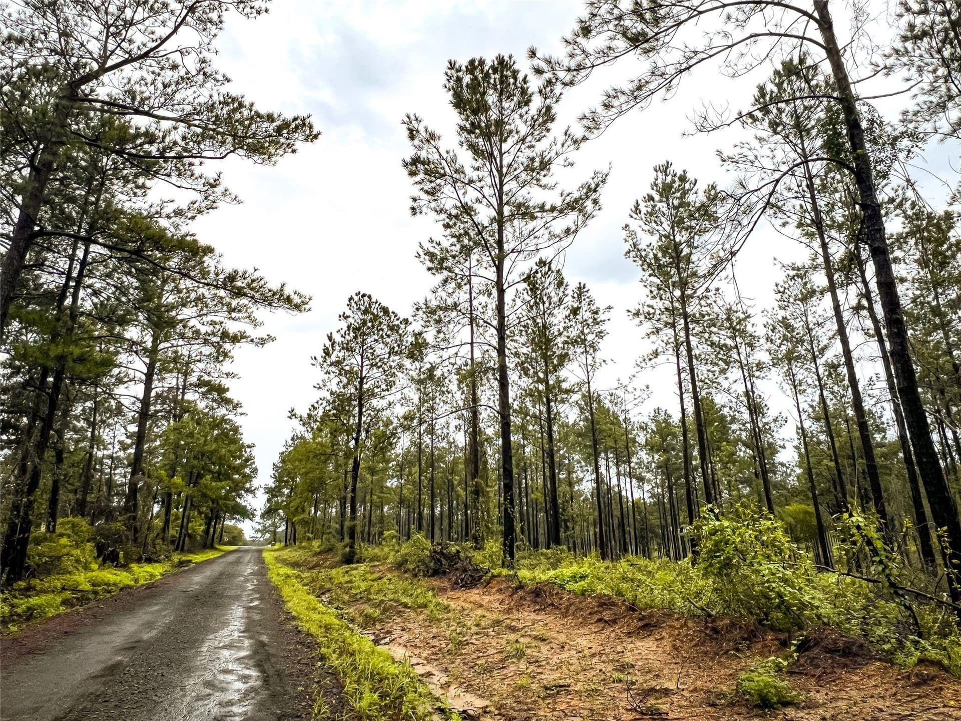 29 acres in Jasper County - photo 13
