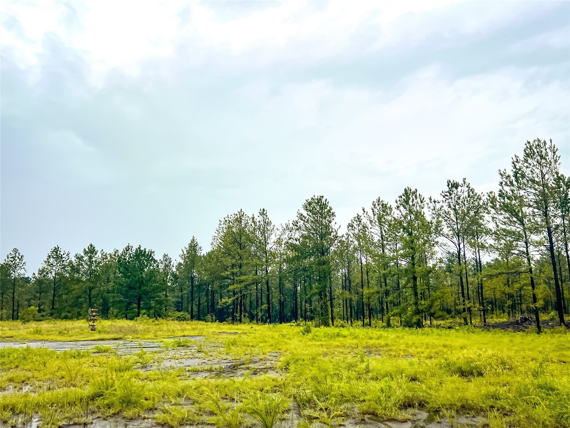 29 acres in Jasper County - photo 8