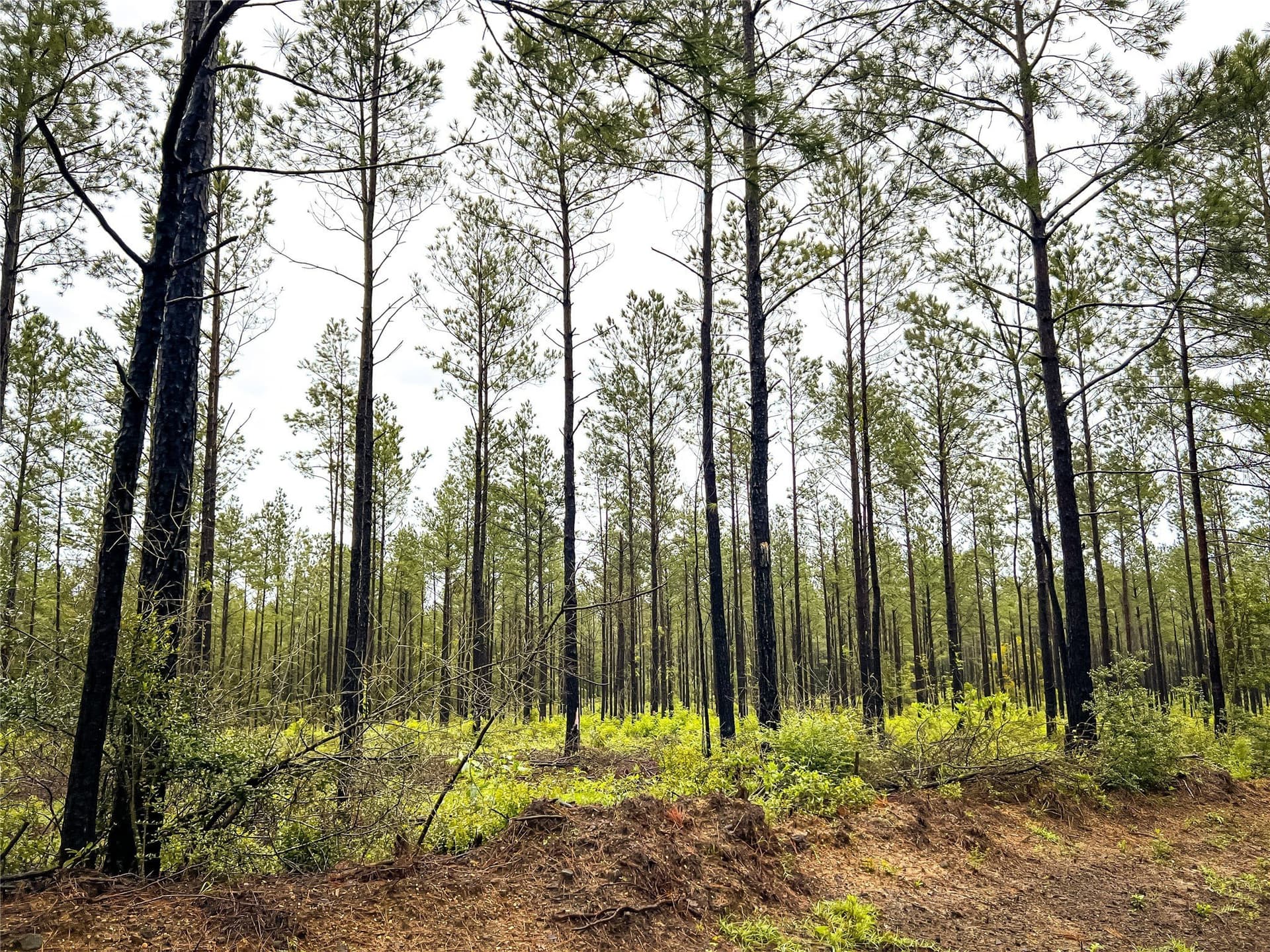 29 acres in Jasper County - photo 10