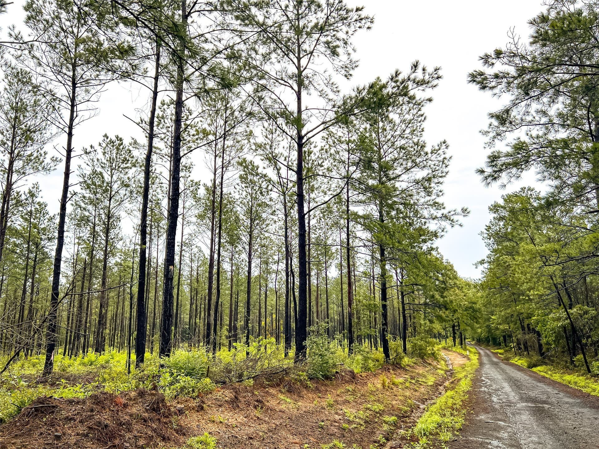 29 acres in Jasper County - photo 9