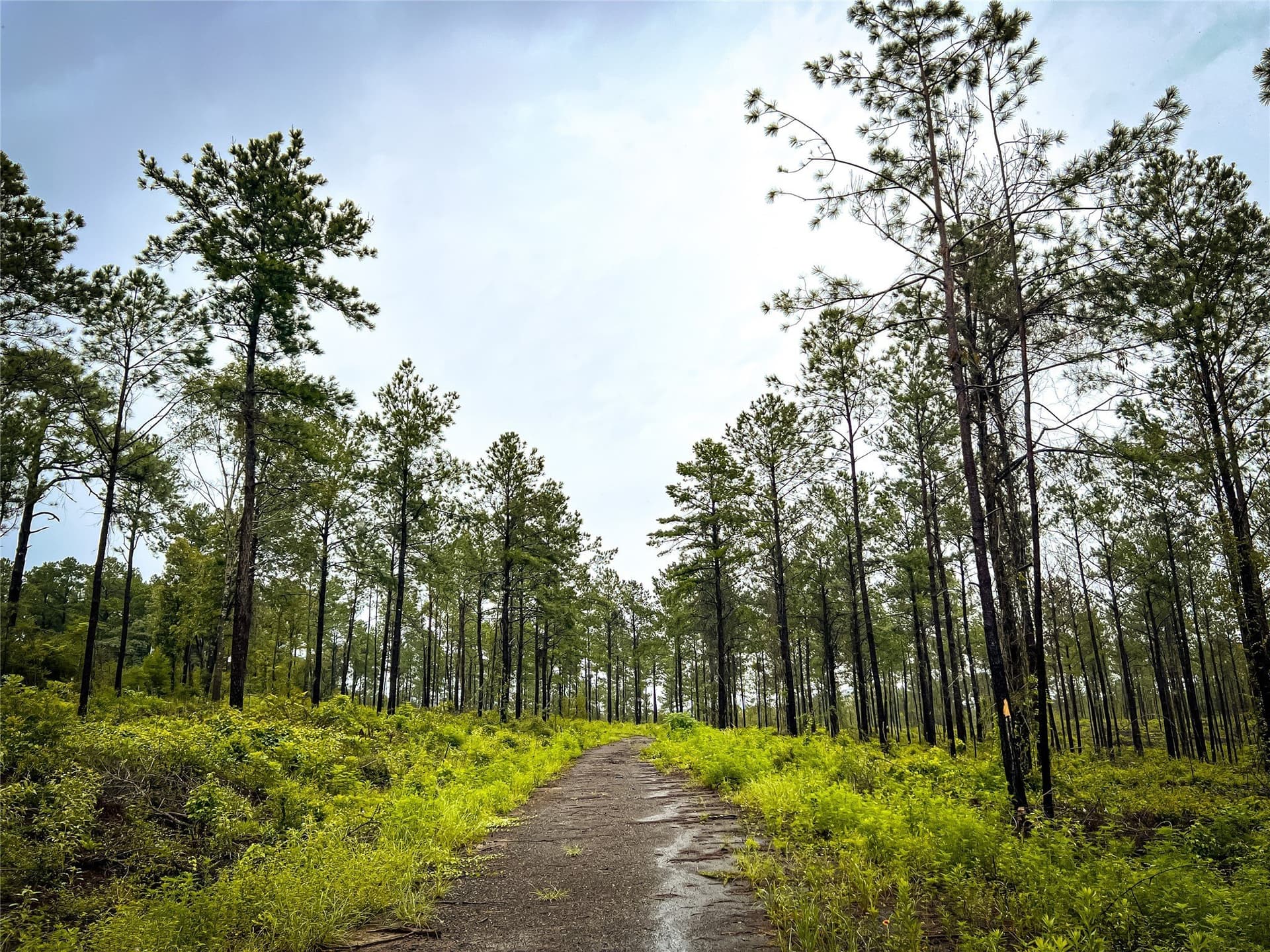 29 acres in Jasper County - photo 5