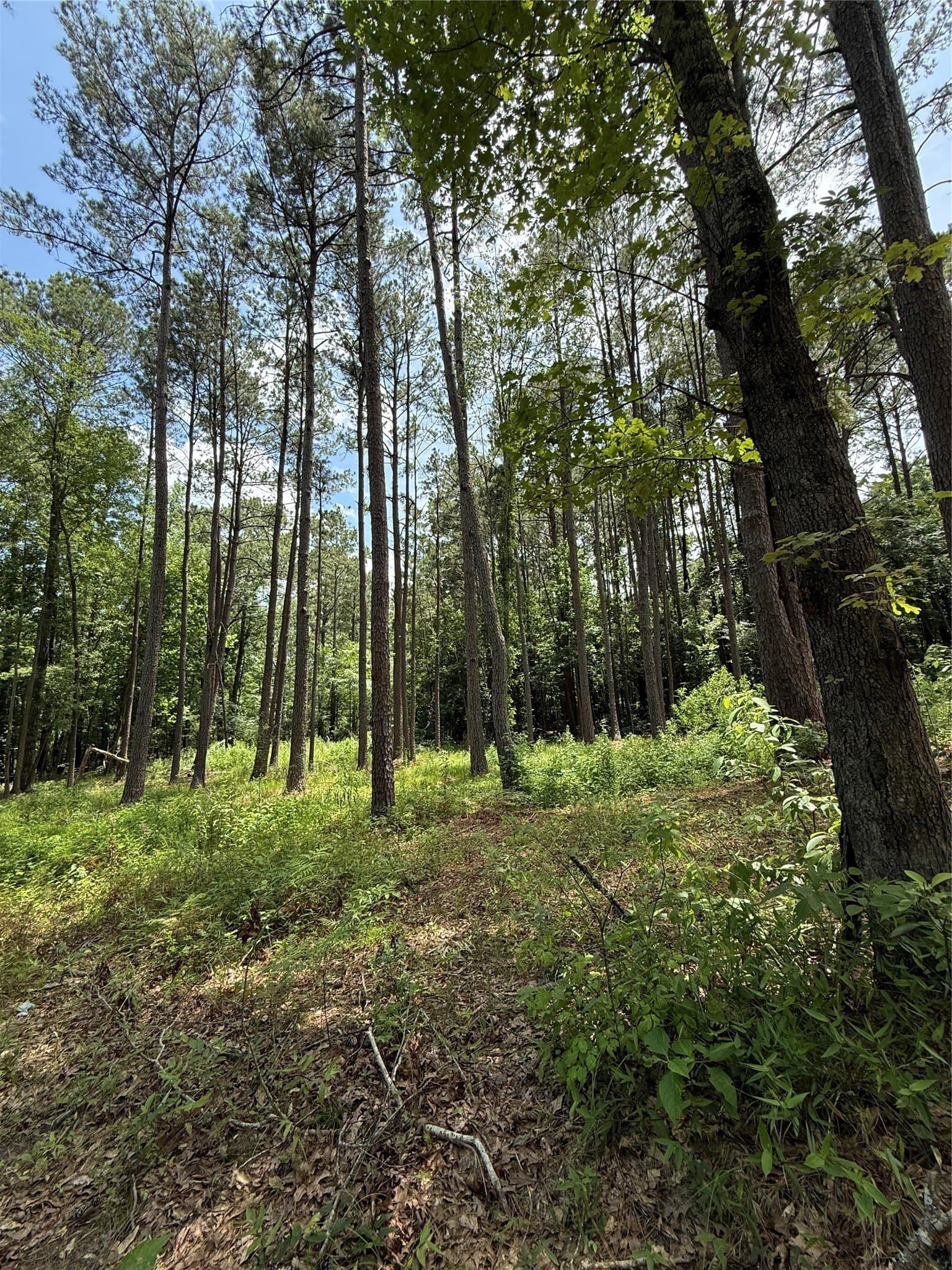 5.12 acres in Harrison County gallery image 4