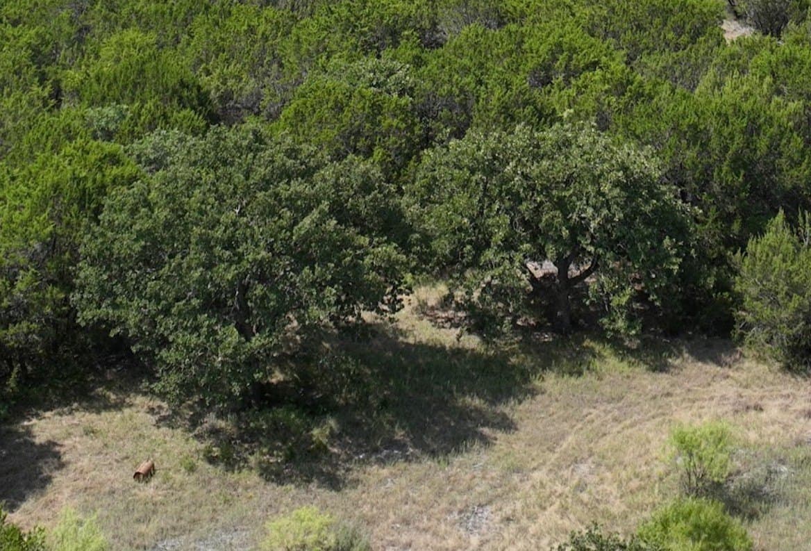 44 acres in Taylor County - photo 10
