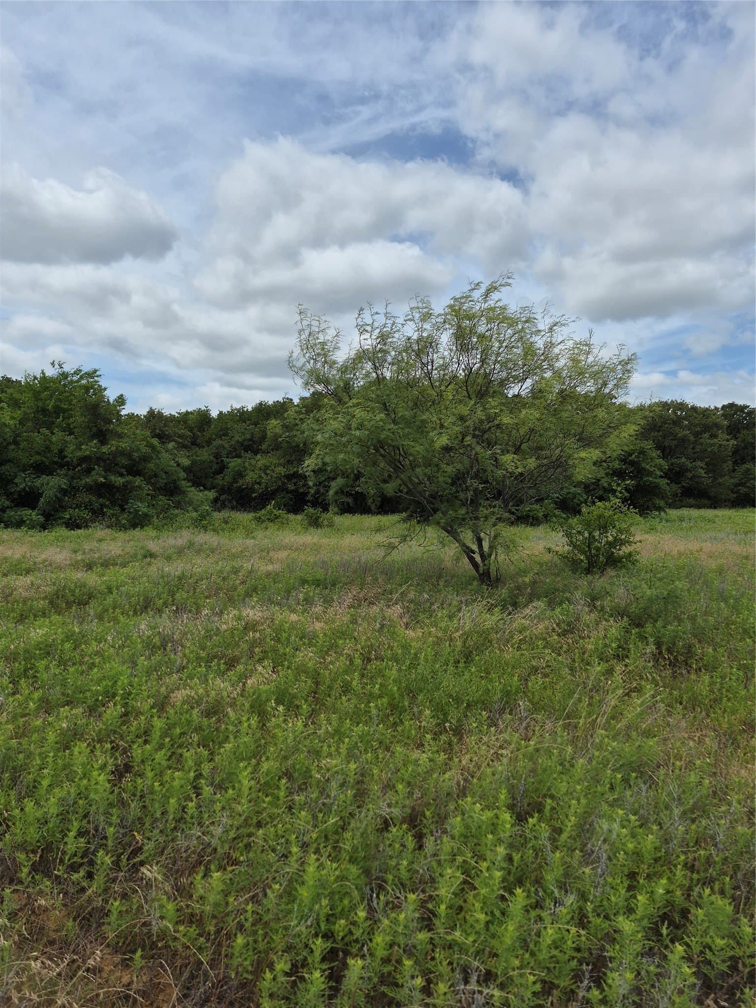 125 acres in Clay County - photo 6