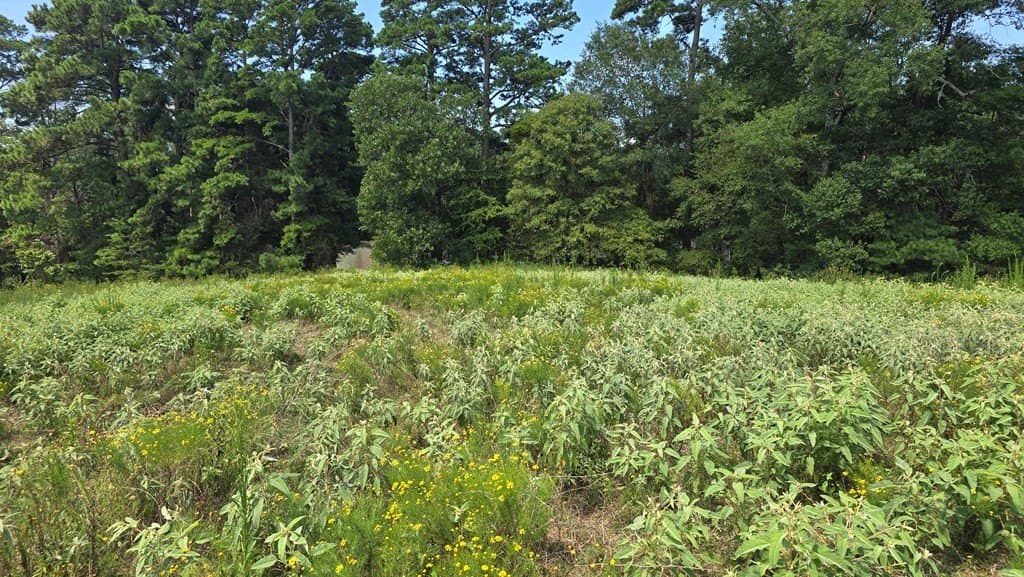 9 acres in Texas County gallery image 3
