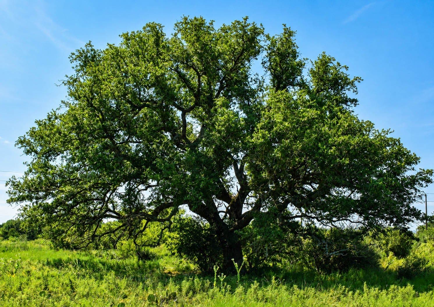 292 acres in McCulloch County - photo 2