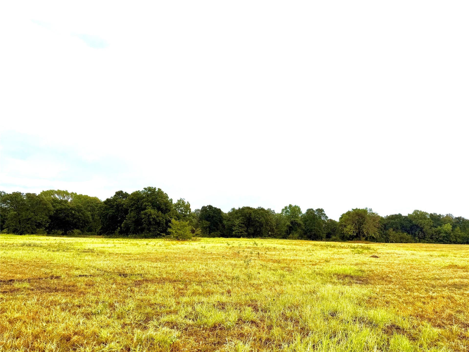 10.01 acres in Rains County - photo 5
