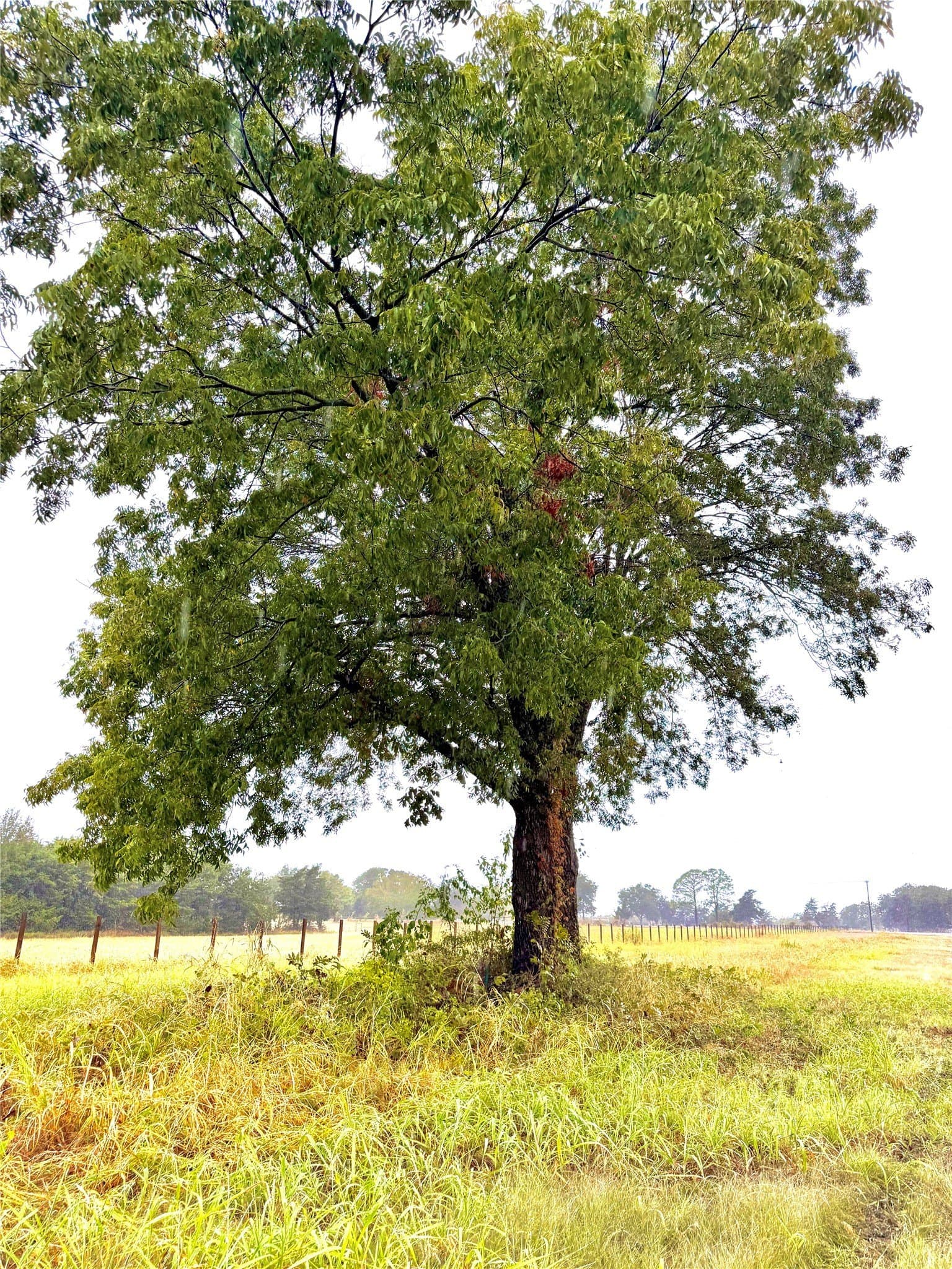 10.01 acres in Rains County - photo 2